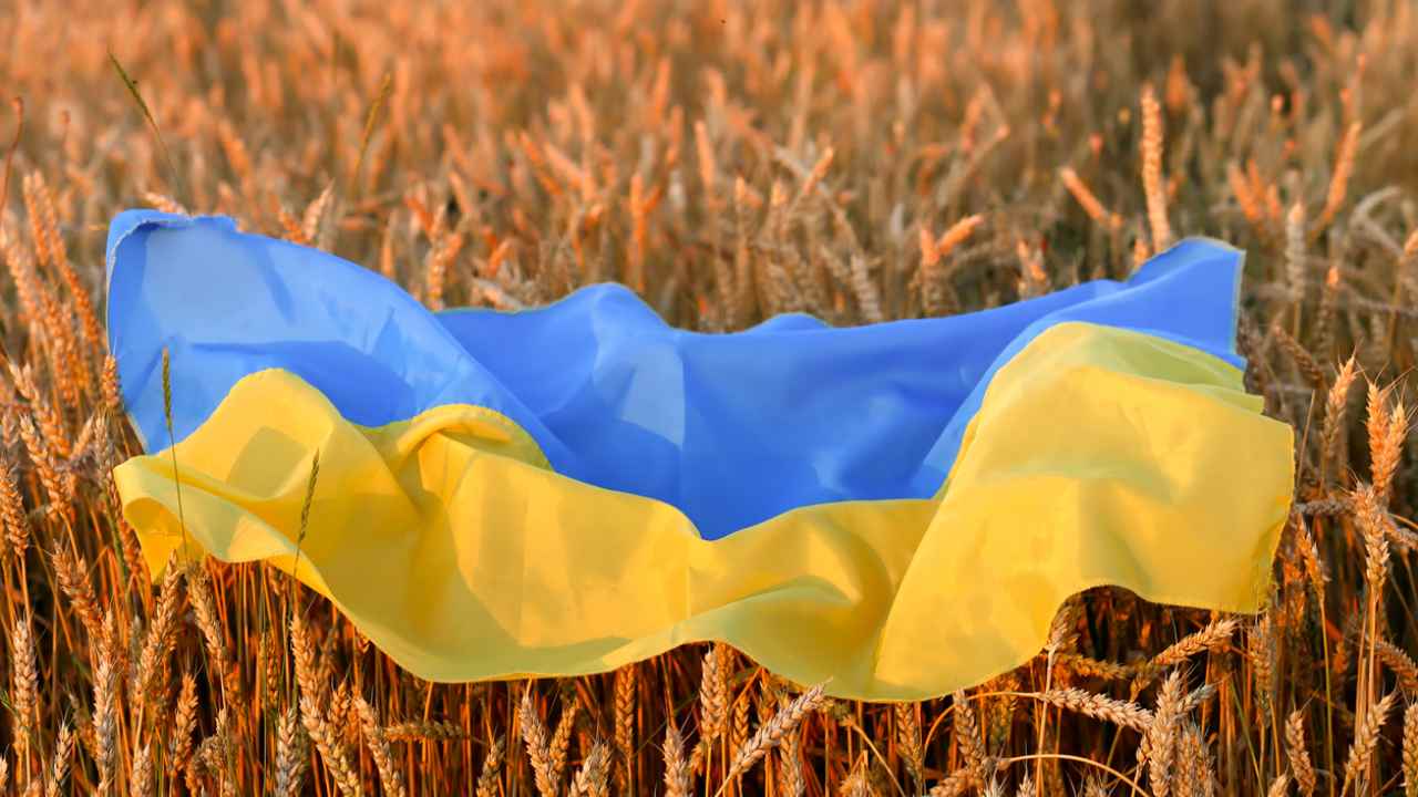 La bandiera dell'Ucraina 'stesa' su un campo di grano
