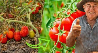 Orto, l’antico metodo dei contadini per averlo rigoglioso | Raccolto ricco e abbondante
