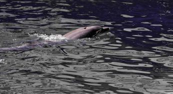 Delfini del Mar Nero, vittime collaterali della guerra in Ucraina