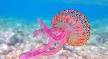 Salento: allarme meduse nel mar Ionio