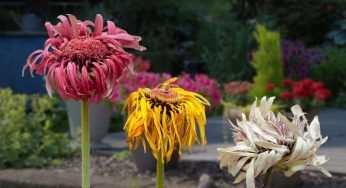 Fiori, NON posizionarli in questo lato del giardino: si bruciano tutti i petali | Orto distrutto