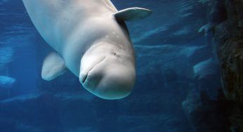 Francia: non ce l’ha fatta il beluga intrappolato nella Senna