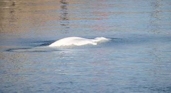 Beluga intrappolato nella Senna: è corsa contro il tempo per riportarlo in mare aperto