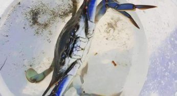 Ladispoli, allarme granchi blu nel mare