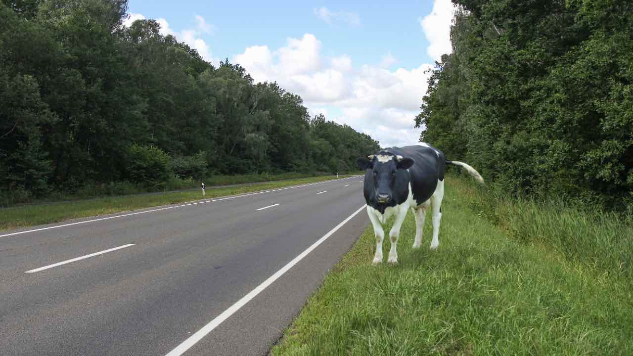 Mucca accanto alla strada
