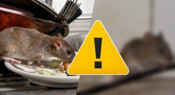 Allarme topi nelle case, una infestazione: il caldo li sta facendo entrare nei piani alti degli appartamenti