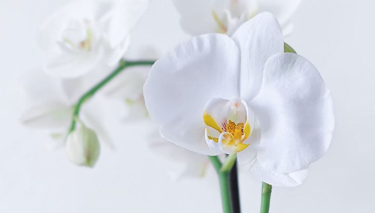 Orchidea bellissima 