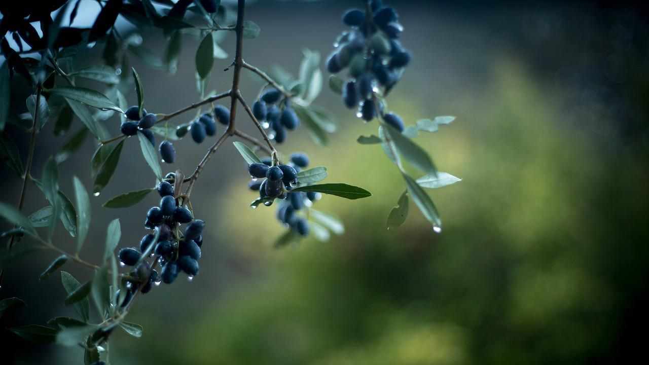 Pianta delle olive sotto la pioggia
