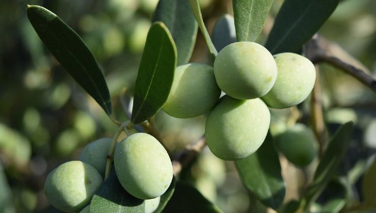 Pianta delle olive