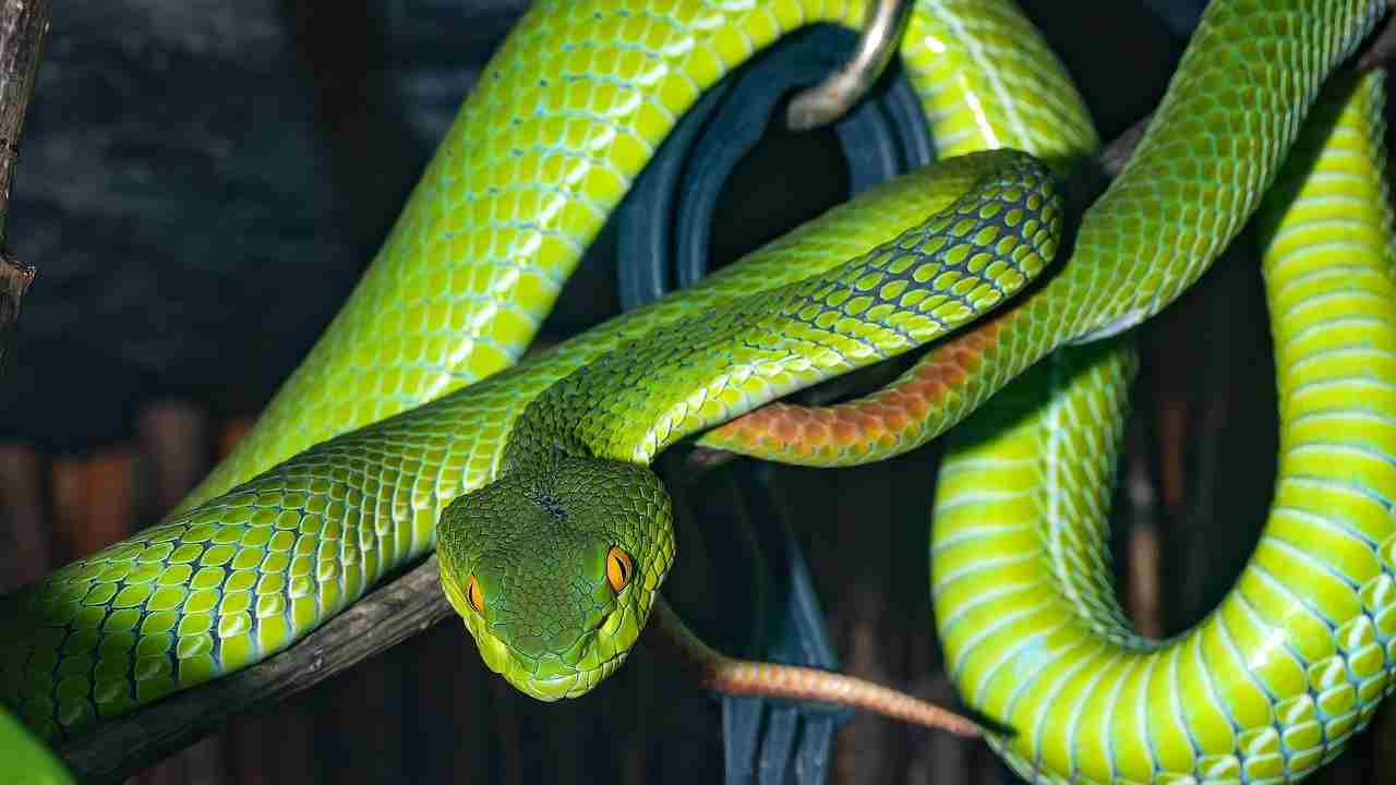 Serpente velenoso