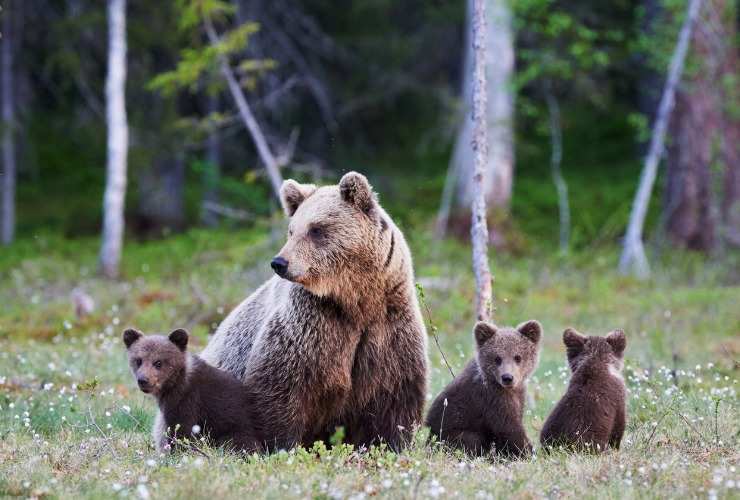 Mamma orsa con i suoi cuccioli