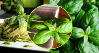 Basilico, il metodo del bastoncino per moltiplicarlo all’infinito: lo fanno tutti i vivaisti