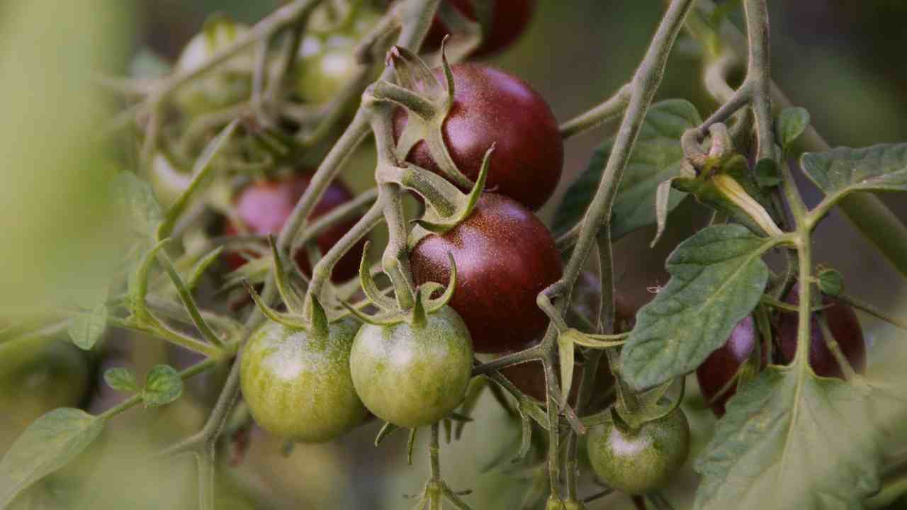 Pomodori viola