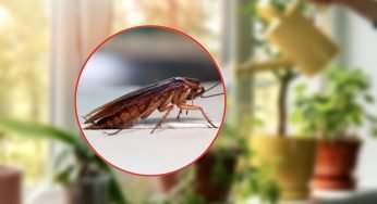 Blatte in casa, questa bellissima pianta a pochi euro le scaccia tutte