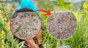 Erbaccia nella ghiaia, diserbante naturale potentissimo: bastano 2 ingredienti