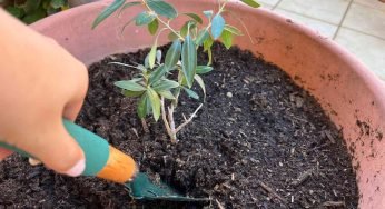 Ulivo Bonsai, i preziosi consigli per farlo vivere a lungo: come coltivarlo