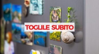Calamite sul frigo, perché dovresti toglierle da lì: i danni sono irreparabili