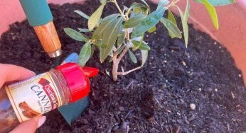 Cannella, versala nelle piante del tuo giardino: i vicini moriranno di invidia