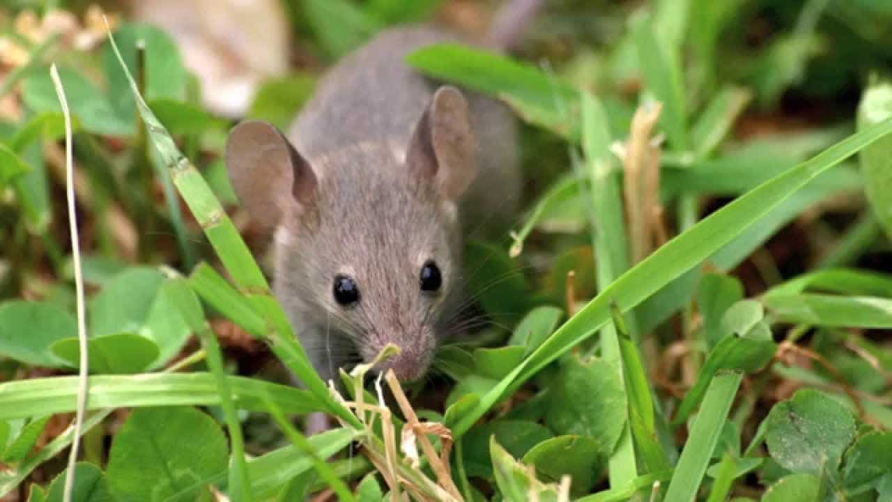 Come allontanare i topi in modo naturale con prodotti casalinghi e piante