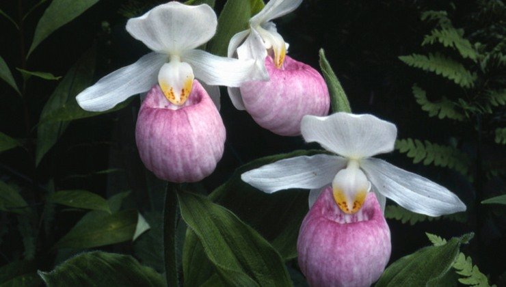 Orchidea: ecco quella che non bisogna mai tenere in casa