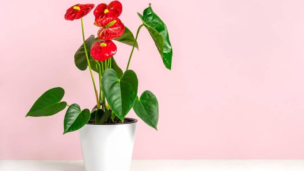 Anthurium