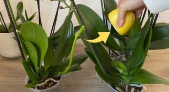 Orchidea sana e rigogliosa se usi questo ingrediente: il metodo dei vivaisti