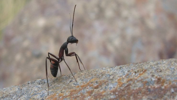 Formiche: il metodo naturale per eliminarle