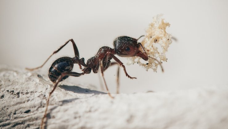 Formiche: il metodo naturale per eliminarle