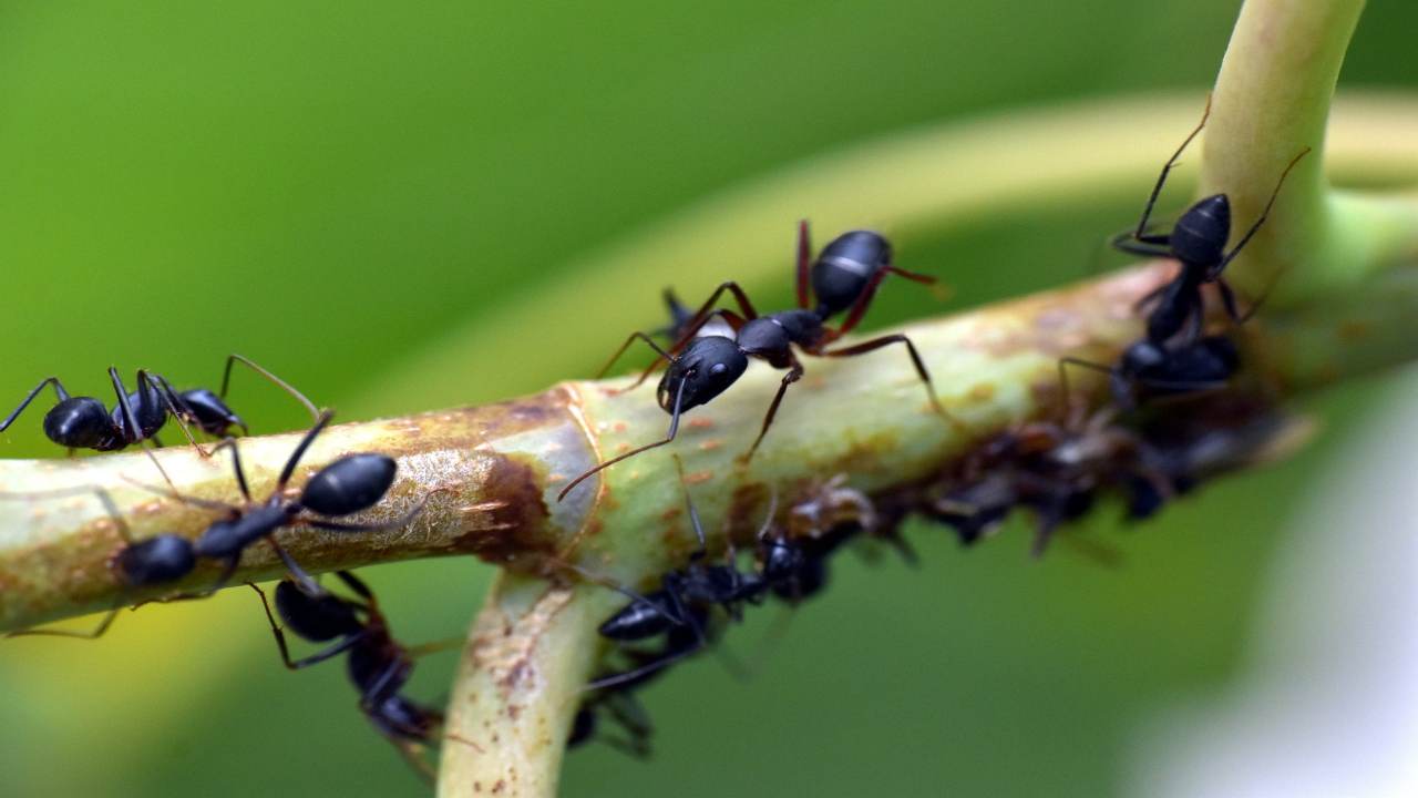 Formiche: il metodo naturale per eliminarle