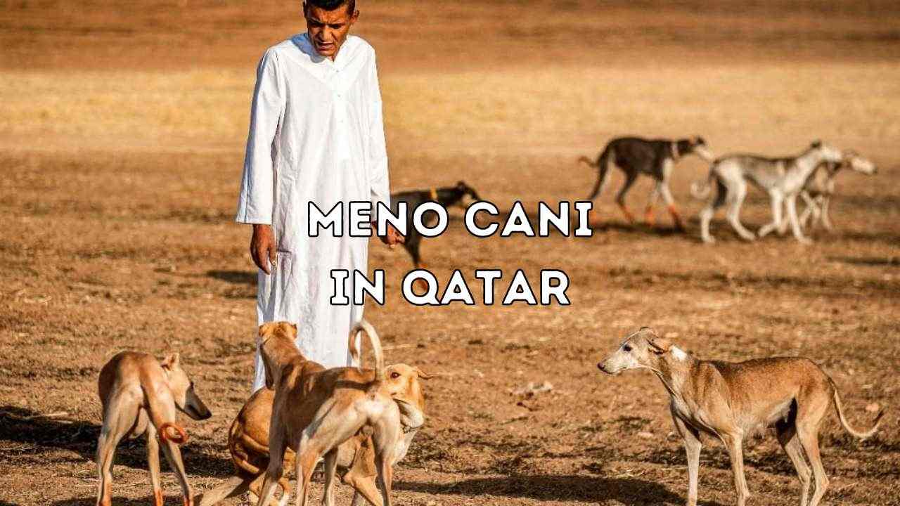 Cani in Qatar