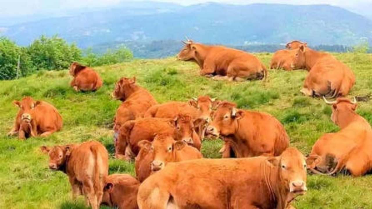 Gatto tra le mucche