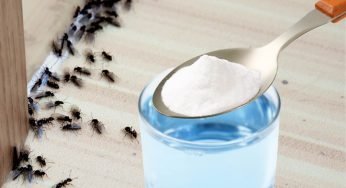 Formiche in casa, ecco il potente rimedio naturale per allontanarle in 2 minuti