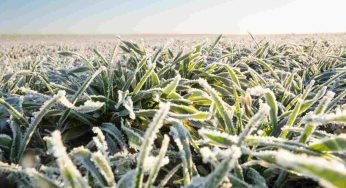 Agricoltura in sofferenza per il freddo, l’allarme di Coldiretti