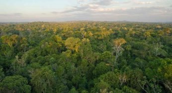 Brasile, è record di deforestazione in Amazzonia
