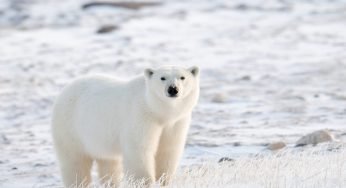 Un orso polare entra in un villaggio e uccide una donna e un ragazzino