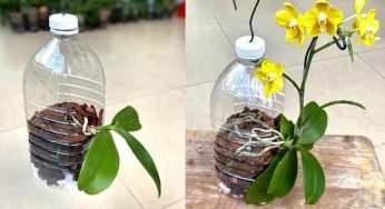 Orchidee, soltanto se le pianti così crescono in fretta e non marciscono