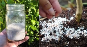 Una bomba naturale per le piante, basta versarlo nel terreno per riportarle in vita