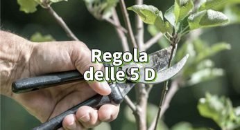 Come potare correttamente gli alberi, con la regola delle 5 D non sbaglierai un colpo