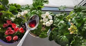 Innaffia con questo qualsiasi fiore e anche quello più debole torna in vita