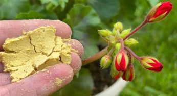 Spargilo in ogni vaso di fiori che hai in giardino: prenderanno vita all’istante