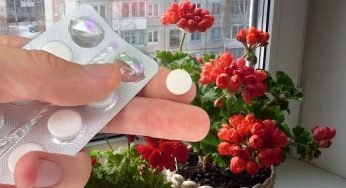 Sveglia qualsiasi tipo di fiore in pieno inverno, saranno tutti gelosi del tuo giardino