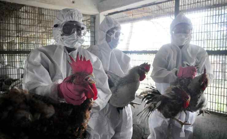 Veterinari in allevamento di polli