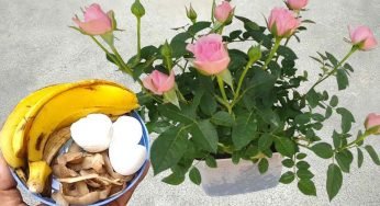 Questi ingredienti valgono oro per le piante: mai avute così tanto rigogliose