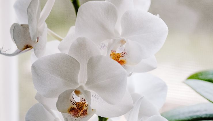 Orchidea bianca 