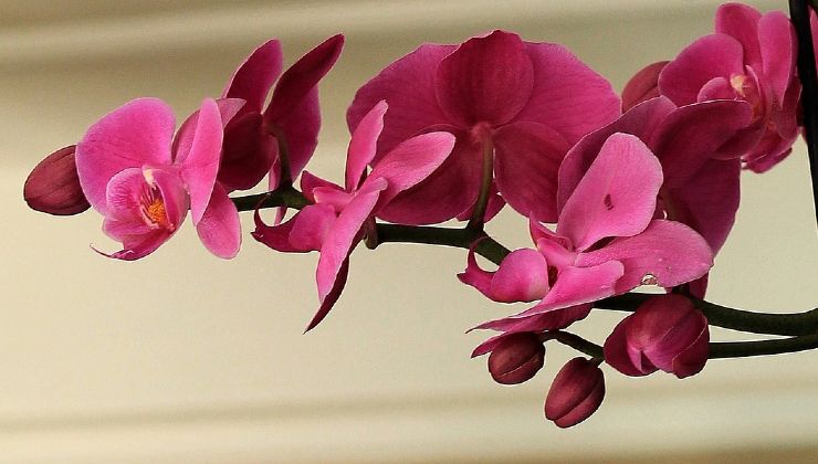 Orchidea da rinvasare 