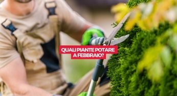 La lista delle piante da potare a febbraio, i vicini invidieranno il tuo giardino