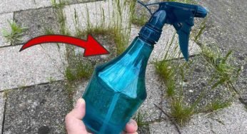 Erbacce e muschio in giardino, basterà spruzzarlo per eliminarle definitivamente