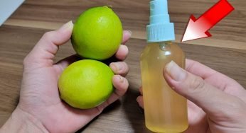 Gli scarafaggi, le mosche e le formiche spariranno con questo potente rimedio naturale