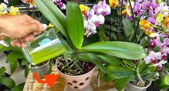 Se versi 1 tazza di questo ingrediente non hai idea di quante orchidee fioriscano
