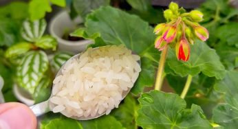 Prepara 1 cucchiaio di questo e ogni fiore che hai in giardino prenderà vita all’istante
